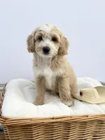 Male B, a male Miniature Goldendoodle for sale in Tampa, FL – Photo 1 of 2