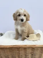 Male B, a male Miniature Goldendoodle for sale in Tampa, FL – Photo 2 of 2