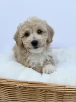 Female B, a male Miniature Goldendoodle for sale in Tampa, FL – Photo 3 of 3