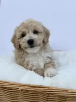 Female B, a male Miniature Goldendoodle for sale in Tampa, FL – Photo 2 of 3