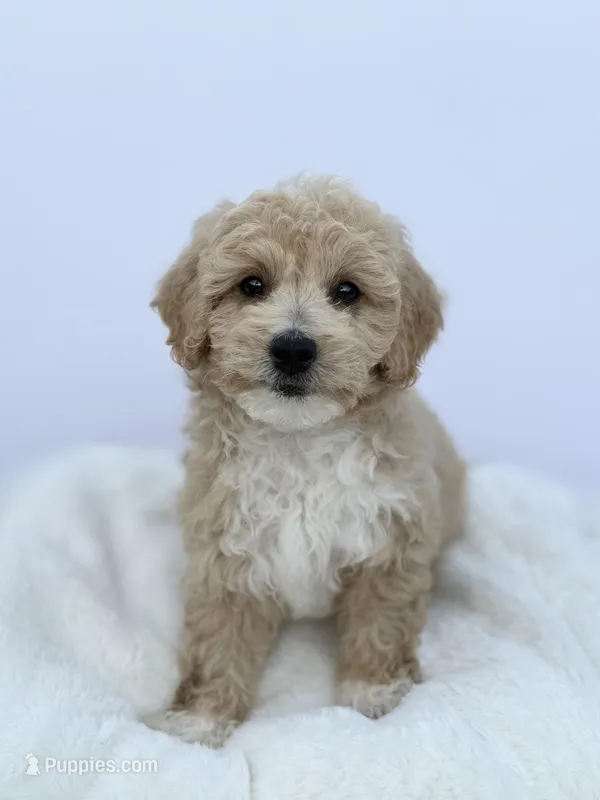 Female B – Miniature Goldendoodle puppy for sale in Tampa, FL