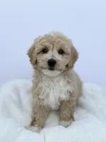 Female B, a male Miniature Goldendoodle for sale in Tampa, FL – Photo 1 of 3