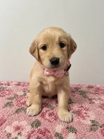 Female Pink Collar, a female Golden Retriever for sale in Seffner, FL – 1 of 1