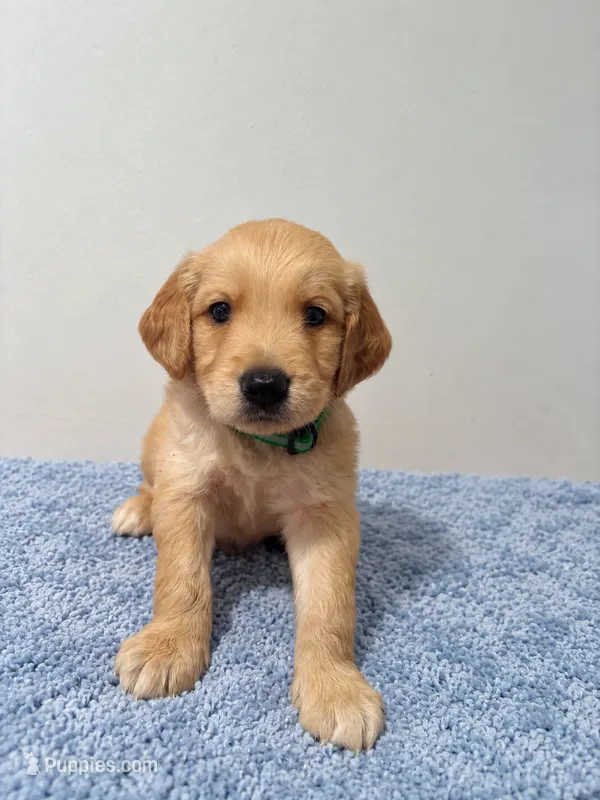 Male Green Collar – Golden Retriever puppy for sale in Seffner, FL