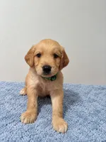 Male Green Collar, a male Golden Retriever for sale in Seffner, FL – 1 of 1
