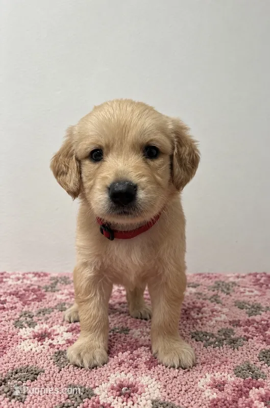 Female red collar – Golden Retriever puppy for sale in Seffner, FL