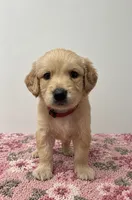 Female red collar, a female Golden Retriever for sale in Seffner, FL – 1 of 1