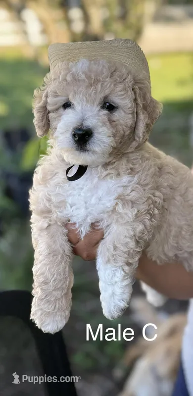 Male C – Miniature Goldendoodle puppy for sale in Tampa, FL