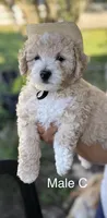 Male C, a male Miniature Goldendoodle for sale in Tampa, FL – Photo 1 of 2