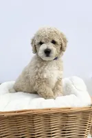 Male C, a male Miniature Goldendoodle for sale in Tampa, FL – Photo 2 of 2