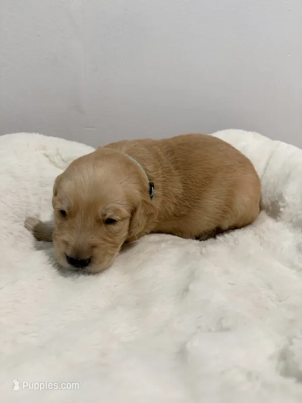 Puppy #2 Light Blue Collar – Golden Retriever puppy for sale in Seffner, FL