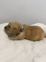 Puppy #2 Light Blue Collar, a male Golden Retriever for sale in Seffner, FL – 2 of 2