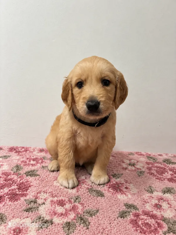 Girl #1 black collar – Golden Retriever puppy for sale in Seffner, FL