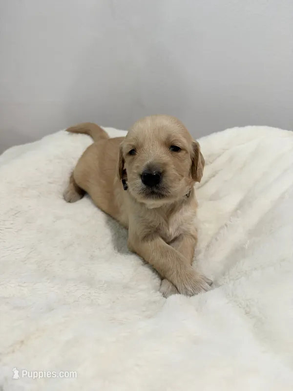Girl #1 black collar – Golden Retriever puppy for sale in Seffner, FL