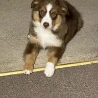 Piper, a female Miniature Australian Shepherd for sale in Dodge City, KS – Photo 3 of 4