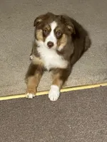Piper, a female Miniature Australian Shepherd for sale in Dodge City, KS – Photo 3 of 4