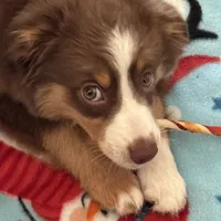 Piper, a female Miniature Australian Shepherd for sale in Dodge City, KS – Photo 1 of 4