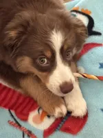 Piper, a female Miniature Australian Shepherd for sale in Dodge City, KS – Photo 1 of 4