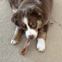 Piper, a female Miniature Australian Shepherd for sale in Dodge City, KS – Photo 2 of 4