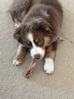 Piper, a female Miniature Australian Shepherd for sale in Dodge City, KS – Photo 2 of 4