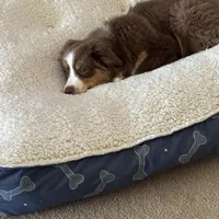 Piper, a female Miniature Australian Shepherd for sale in Dodge City, KS – Photo 4 of 4