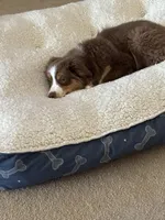 Piper, a female Miniature Australian Shepherd for sale in Dodge City, KS – Photo 4 of 4