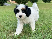 Maple-Petite-OFA&GeneticParents, a female Miniature Goldendoodle for sale in Candler, NC – 8 of 8