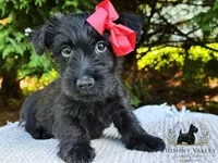 Lottie, a female Scottish Terrier for sale in Candler, NC – 2 of 6