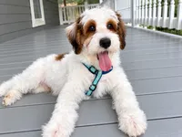 Toby-StartedTraining-MiniOrthopedic&GeneticParents, a male Golden Mountain Doodle for sale in Candler, NC – 3 of 7