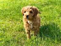 Shay-OFA&GeneticTestedParents, a female Miniature Goldendoodle for sale in Candler, NC – Photo 5 of 5