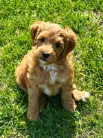 Shay-OFA&GeneticTestedParents, a female Miniature Goldendoodle for sale in Candler, NC – Photo 2 of 5
