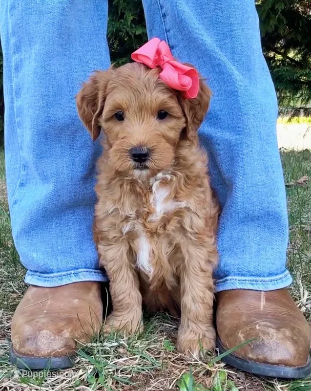 Shay-OFA&GeneticTestedParents – Miniature Goldendoodle puppy for sale in Candler, NC