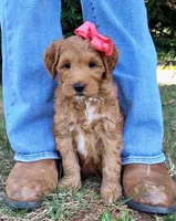 Shay-OFA&GeneticTestedParents, a female Miniature Goldendoodle for sale in Candler, NC – Photo 1 of 5