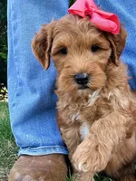 Shay-OFA&GeneticTestedParents, a female Miniature Goldendoodle for sale in Candler, NC – Photo 3 of 5