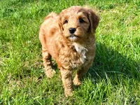 Shay-OFA&GeneticTestedParents, a female Miniature Goldendoodle for sale in Candler, NC – Photo 4 of 5