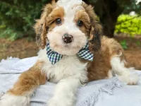 Scout-Petite/MiniOrthopedic&GeneticParents, a male Golden Mountain Doodle for sale in Candler, NC – 2 of 2
