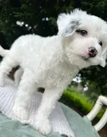 Summer-Petite/MiniOFAparents, a male Miniature Bernedoodle for sale in Candler, NC – 2 of 2