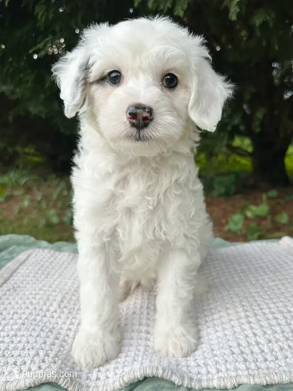 Summer-Petite/MiniOFAparents – Miniature Bernedoodle puppy for sale in Candler, NC