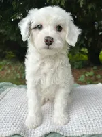 Summer-Petite/MiniOFAparents, a male Miniature Bernedoodle for sale in Candler, NC – 1 of 2