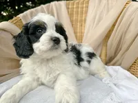 Reef-Mini/Petite w OFA/GenTestedParents, a male Miniature Bernedoodle for sale in Candler, NC – 4 of 5
