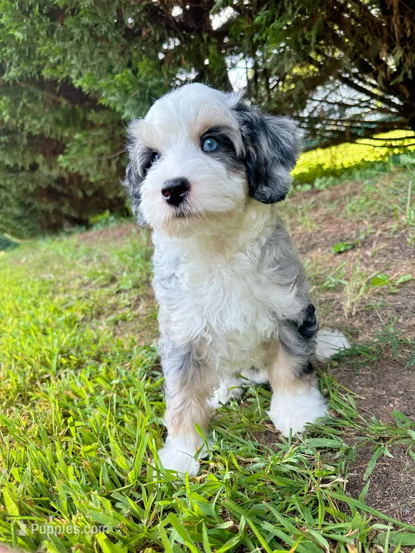 Cabana-Mini-OFA&GenTestedParents – Miniature Bernedoodle puppy for sale in Candler, NC