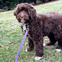 Charli-AKC, a female Portuguese Water Dog for sale in Candler, NC – Photo 1 of 5