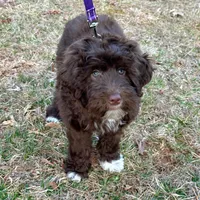 Charli-AKC, a female Portuguese Water Dog for sale in Candler, NC – Photo 4 of 5