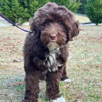Charli-AKC, a female Portuguese Water Dog for sale in Candler, NC – Photo 3 of 5