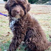 Charli-AKC, a female Portuguese Water Dog for sale in Candler, NC – Photo 2 of 5