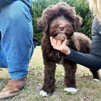 Charli-AKC, a female Portuguese Water Dog for sale in Candler, NC – Photo 5 of 5