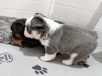 HUSKYFLUFFYTESTABLE, a male French Bulldog for sale in Candler, NC – 3 of 6