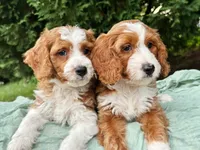 Lainey, a female Miniature Goldendoodle for sale in Candler, NC – 5 of 5