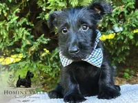Lachlan, a male Scottish Terrier for sale in Candler, NC – 2 of 2