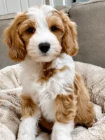 Cody, a male Miniature Goldendoodle for sale in Candler, NC – 1 of 6